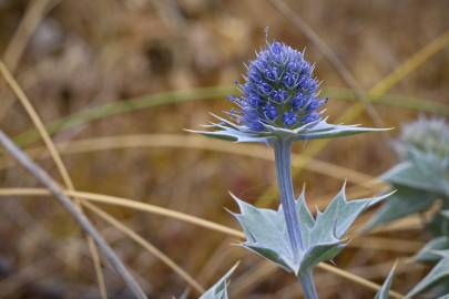 Fotografia da espécie Eryngium maritimum