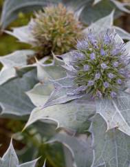 Eryngium maritimum