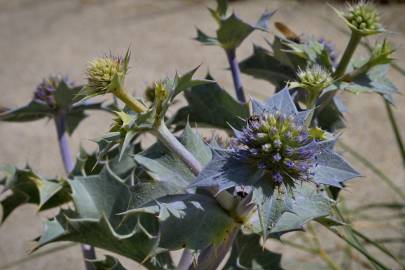 Fotografia da espécie Eryngium maritimum