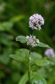 Fotografia da espécie Mentha aquatica