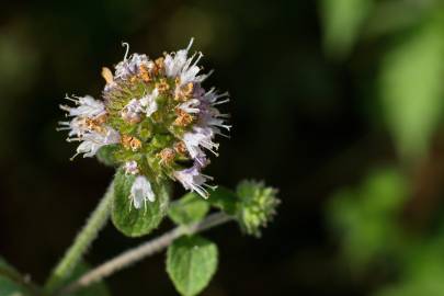 Fotografia da espécie Mentha aquatica