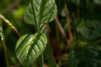 Fotografia da espécie Mentha aquatica