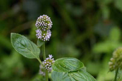 Fotografia da espécie Mentha aquatica