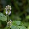 Fotografia 13 da espécie Mentha aquatica do Jardim Botânico UTAD