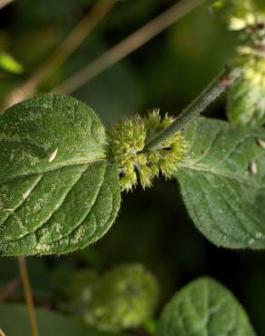 Fotografia 14 da espécie Mentha aquatica no Jardim Botânico UTAD