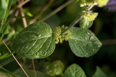 Fotografia da espécie Mentha aquatica