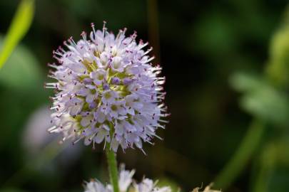 Fotografia da espécie Mentha aquatica