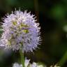 Fotografia 15 da espécie Mentha aquatica do Jardim Botânico UTAD