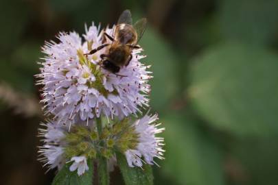 Fotografia da espécie Mentha aquatica