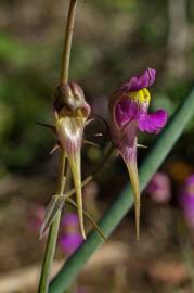 Fotografia da espécie Linaria triornithophora