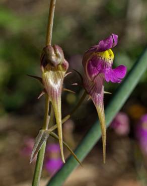 Fotografia 7 da espécie Linaria triornithophora no Jardim Botânico UTAD