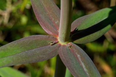 Fotografia da espécie Linaria triornithophora