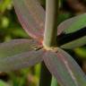 Fotografia 8 da espécie Linaria triornithophora do Jardim Botânico UTAD