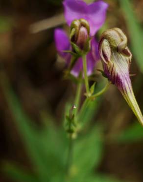 Fotografia 9 da espécie Linaria triornithophora no Jardim Botânico UTAD