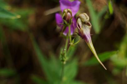 Fotografia da espécie Linaria triornithophora