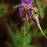 Fotografia 9 da espécie Linaria triornithophora do Jardim Botânico UTAD