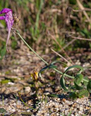 Fotografia 10 da espécie Linaria triornithophora no Jardim Botânico UTAD