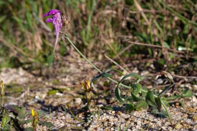 Fotografia da espécie Linaria triornithophora