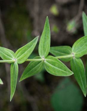 Fotografia 11 da espécie Linaria triornithophora no Jardim Botânico UTAD