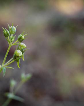 Fotografia 12 da espécie Linaria triornithophora no Jardim Botânico UTAD