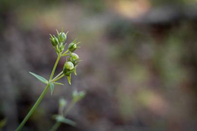 Fotografia da espécie Linaria triornithophora