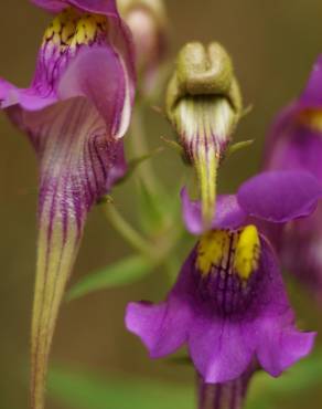 Fotografia 13 da espécie Linaria triornithophora no Jardim Botânico UTAD