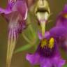 Fotografia 13 da espécie Linaria triornithophora do Jardim Botânico UTAD