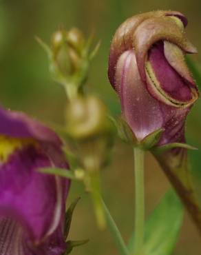 Fotografia 15 da espécie Linaria triornithophora no Jardim Botânico UTAD