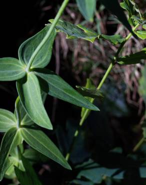 Fotografia 16 da espécie Linaria triornithophora no Jardim Botânico UTAD