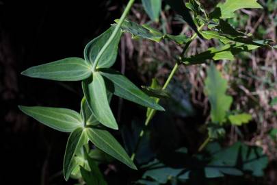 Fotografia da espécie Linaria triornithophora