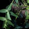 Fotografia 16 da espécie Linaria triornithophora do Jardim Botânico UTAD