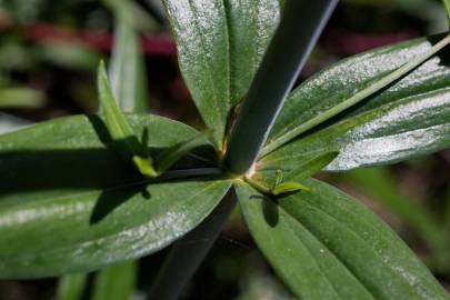 Fotografia da espécie Linaria triornithophora