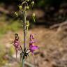 Fotografia 18 da espécie Linaria triornithophora do Jardim Botânico UTAD