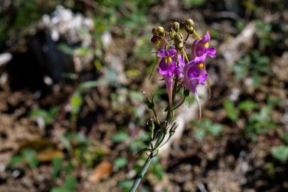 Fotografia da espécie Linaria triornithophora