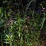 Fotografia 8 da espécie Lythrum junceum do Jardim Botânico UTAD