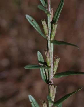 Fotografia 10 da espécie Lythrum junceum no Jardim Botânico UTAD