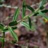 Fotografia 15 da espécie Lythrum junceum do Jardim Botânico UTAD