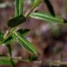 Fotografia 16 da espécie Lythrum junceum do Jardim Botânico UTAD