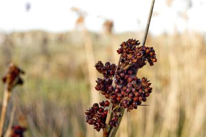 Fotografia da espécie Juncus acutus