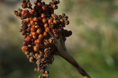 Fotografia da espécie Juncus acutus