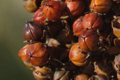 Fotografia da espécie Juncus acutus