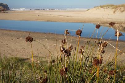 Fotografia da espécie Juncus acutus
