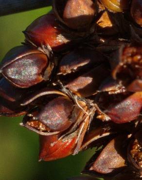 Fotografia 6 da espécie Juncus acutus no Jardim Botânico UTAD