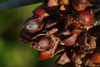 Fotografia da espécie Juncus acutus