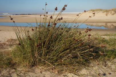 Fotografia da espécie Juncus acutus