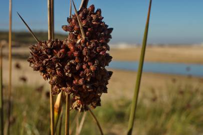 Fotografia da espécie Juncus acutus