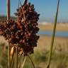 Fotografia 8 da espécie Juncus acutus do Jardim Botânico UTAD