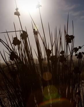 Fotografia 9 da espécie Juncus acutus no Jardim Botânico UTAD