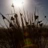 Fotografia 9 da espécie Juncus acutus do Jardim Botânico UTAD