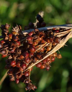 Fotografia 10 da espécie Juncus acutus no Jardim Botânico UTAD